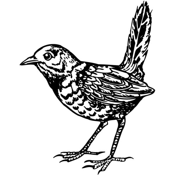 BIRD052 Thumbnail