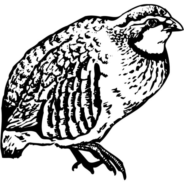 BIRD074 Thumbnail