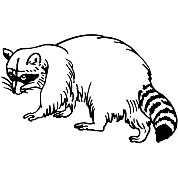 COON003 Thumbnail